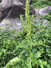 Rumex japonicus