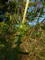 Rhopalomyia tanaceticola