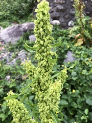 Rumex japonicus