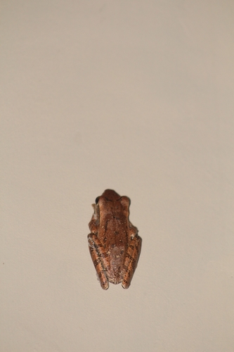 Common Southeast Asian Tree Frog