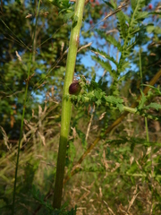 Rhopalomyia tanaceticola