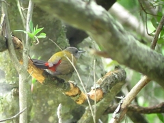Chloropicus griseocephalus