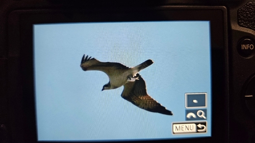 Osprey