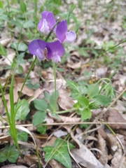 Lathyrus laxiflorus