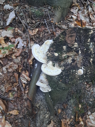 Lumpy Bracket