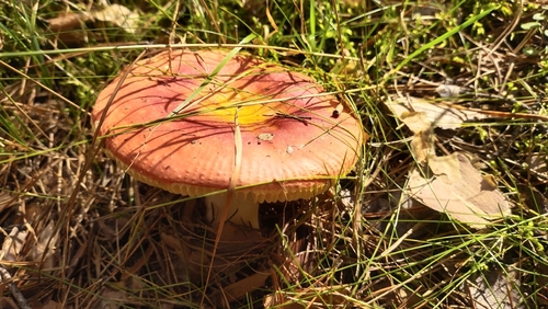 Russula aurea — (c) Andrew Bazdyrev, some rights reserved (CC BY)
