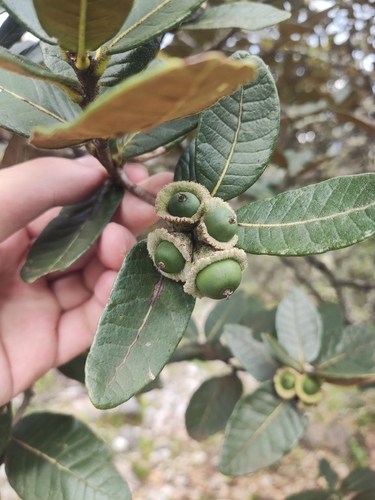 Quercus guyavifolia observed 2026-07-23