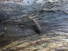 Uleiota dubia