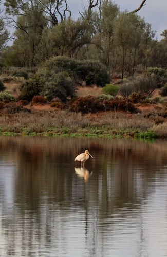 Yellow-billed Spoonbill