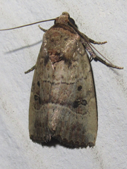 Elaphria fuscimacula