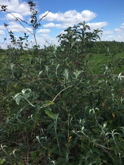 Buddleja davidii