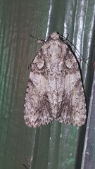 Acronicta ovata