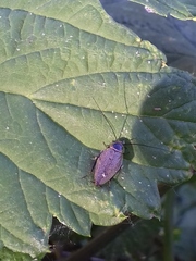 Ectobius erythronotus