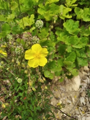 Helianthemum oelandicum orientale