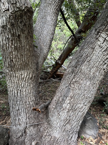 Arizona white oak