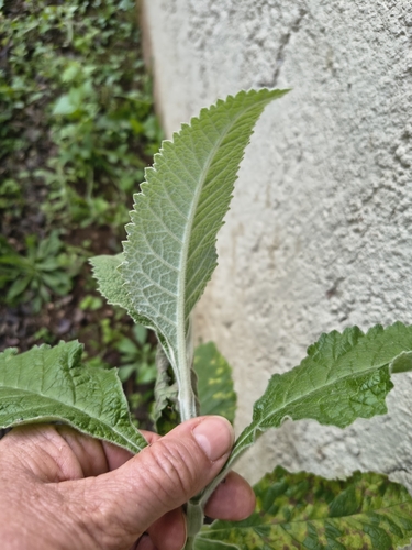 Buddleja stachyoides, photograph 4