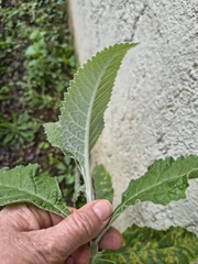 (c) Lorella, some rights reserved (CC BY-SA) Buddleja stachyoides, photograph (c) Lorella, some rights reserved (CC BY-SA)