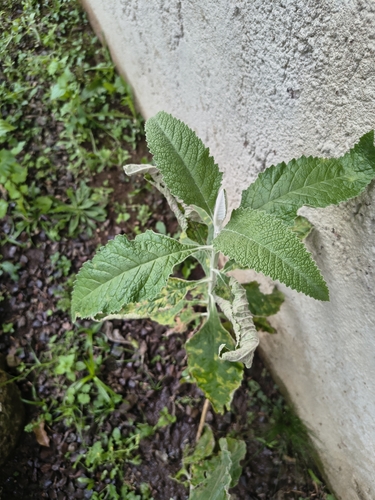 Buddleja stachyoides, photograph 5