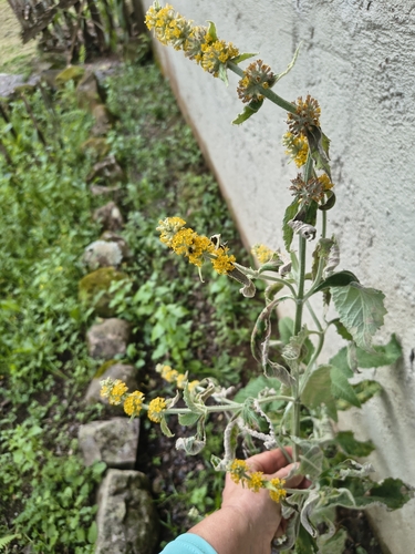 Buddleja stachyoides, photograph 6