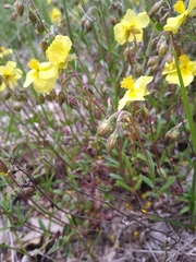 Helianthemum oelandicum orientale