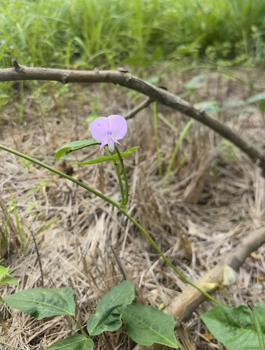 Vigna unguiculata observed 2026-08-25