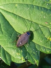 Ectobius erythronotus