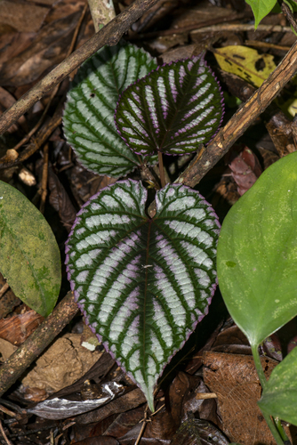 Cissus discolor