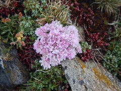Armeria caespitosa