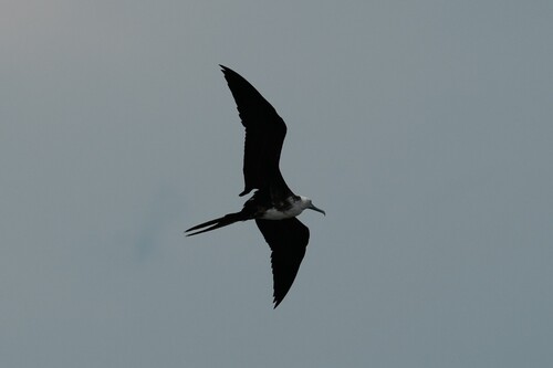 Magnificent Frigatebird