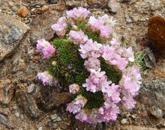 Armeria caespitosa