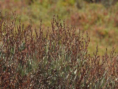 Limoniastrum monopetalum