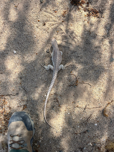Desert Iguana