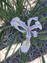 Iris longipetala