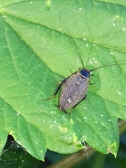 Ectobius erythronotus