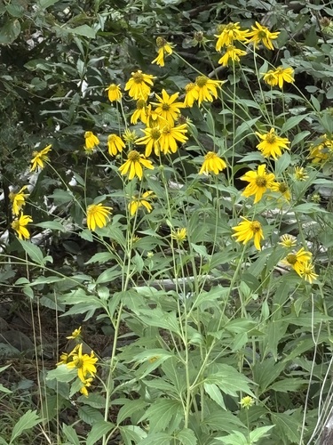 cutleaf coneflower