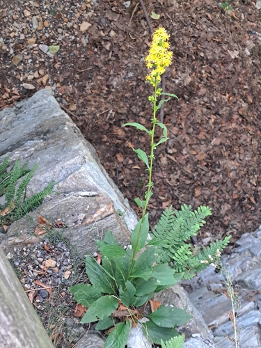 European goldenrod