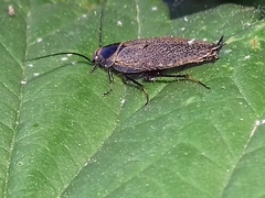 Ectobius erythronotus