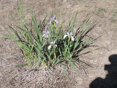 Iris longipetala
