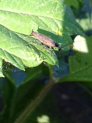 Ectobius erythronotus