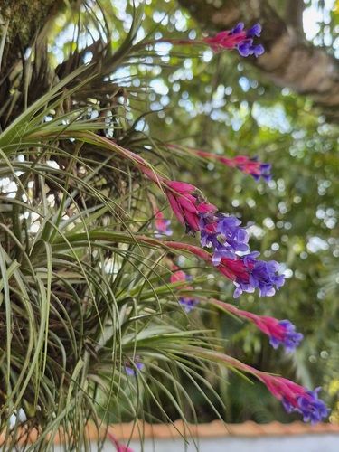 Tillandsia aeranthos, photograph 6
