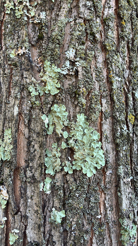 common greenshield lichen