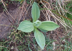 Gentiana lutea