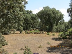 Quercus rotundifolia