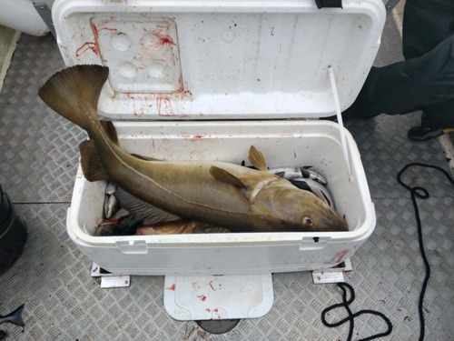 Atlantic Cod