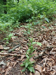 Pseudoturritis turrita