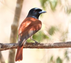 Schetba rufa occidentalis