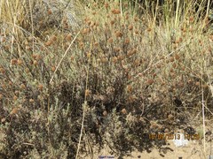 Lavandula pedunculata