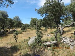 Quercus rotundifolia