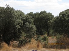 Quercus rotundifolia