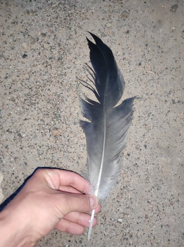Plume de Grue cendrée